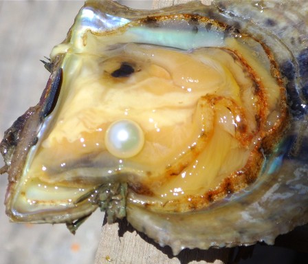L'ostrica che produce la perla Akoya
